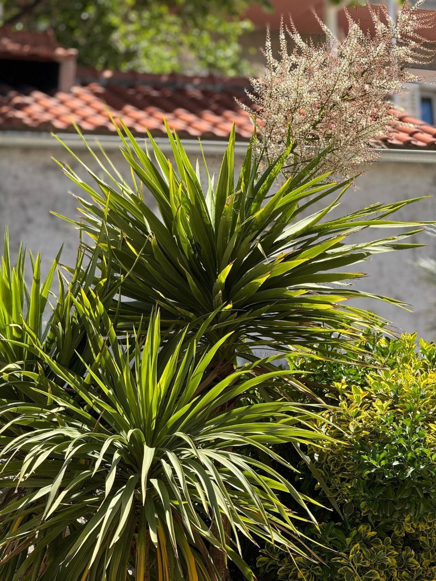 Apartment Biggy Cavtat Buitenkant foto